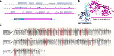 LeuO, a LysR-Type Transcriptional Regulator, Is Involved in Biofilm Formation and Virulence of Acinetobacter baumannii